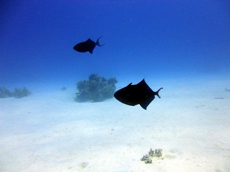 Baliste bleu - Odonus niger.jpg